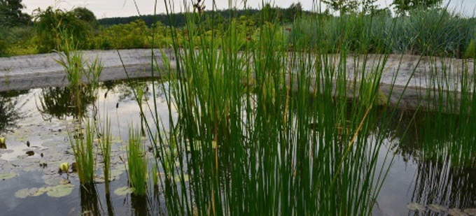 Удаление камыша и водорослей из прудов